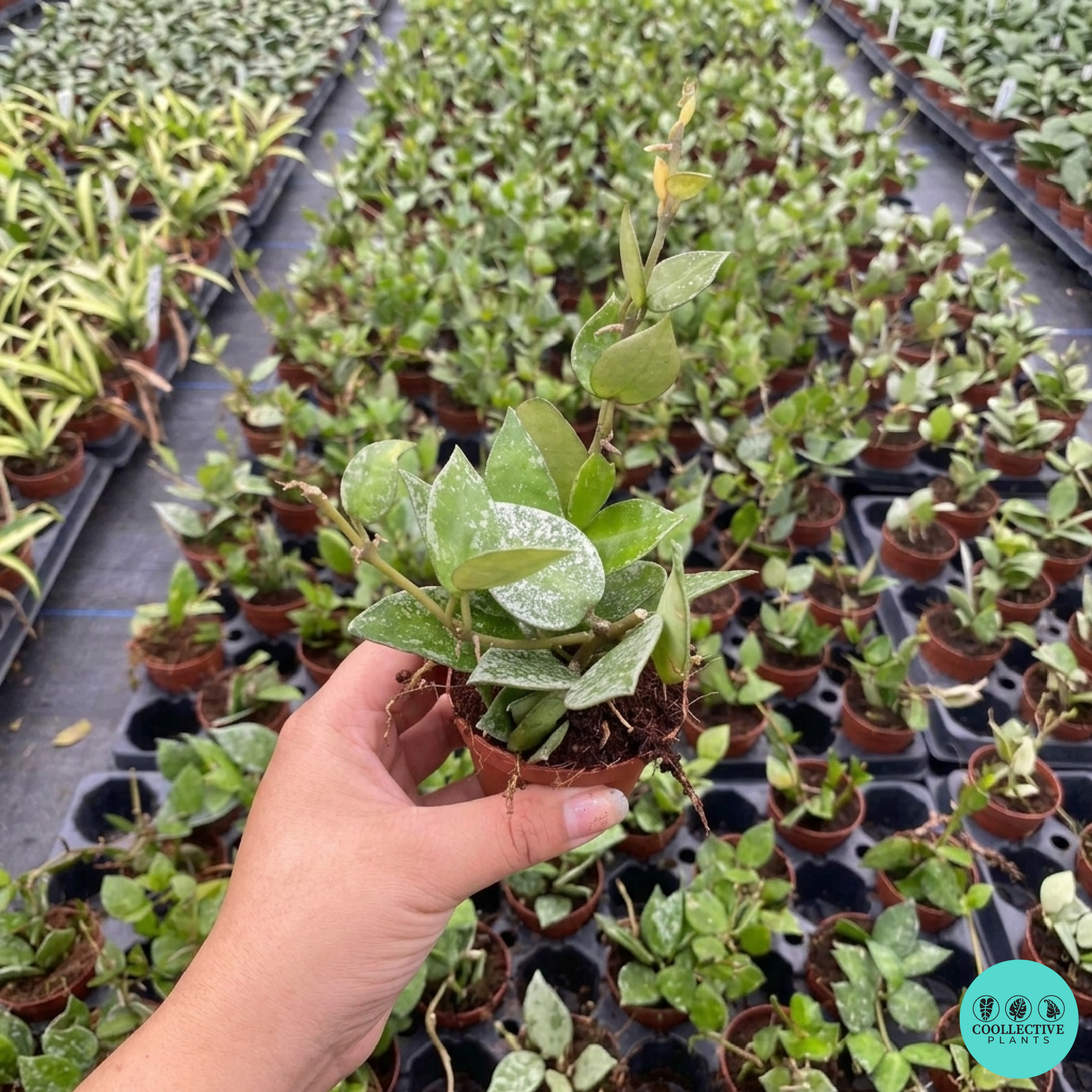 Hoya