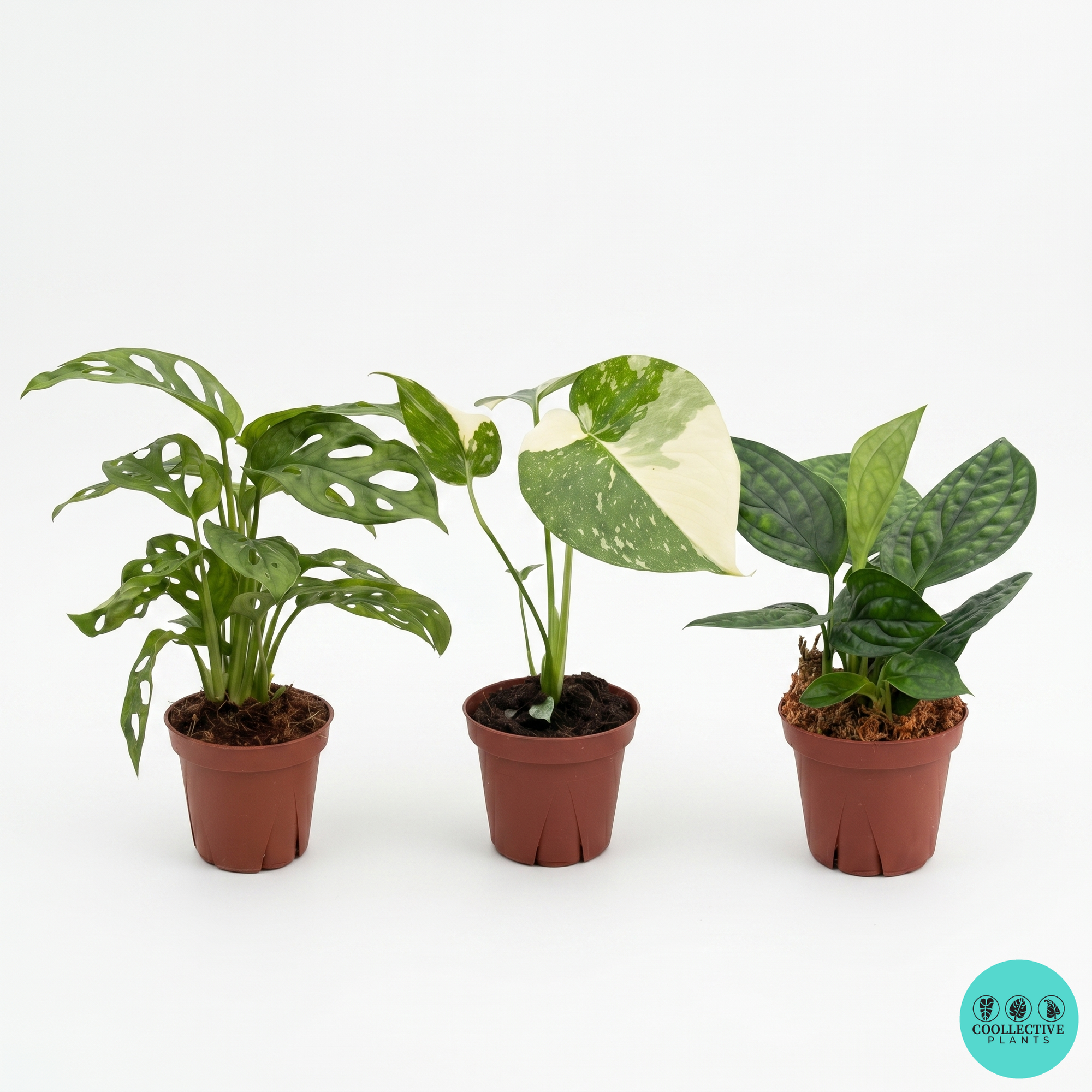 Monstera