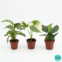 Monstera collection | Rare tropical Monstera plants | Coollective Plants