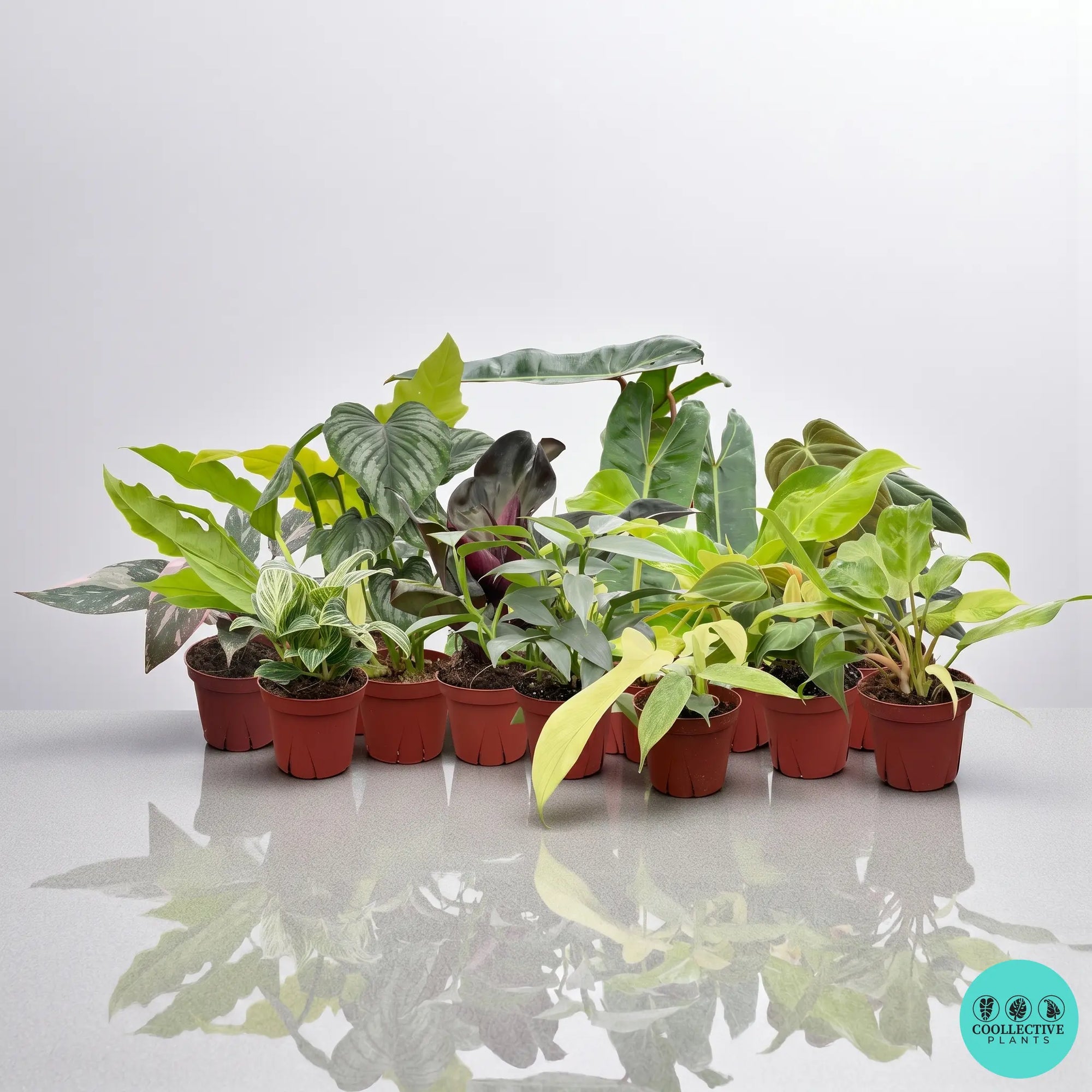 Philodendron collection | Rare tropical Philodendron plants | Coollective Plants