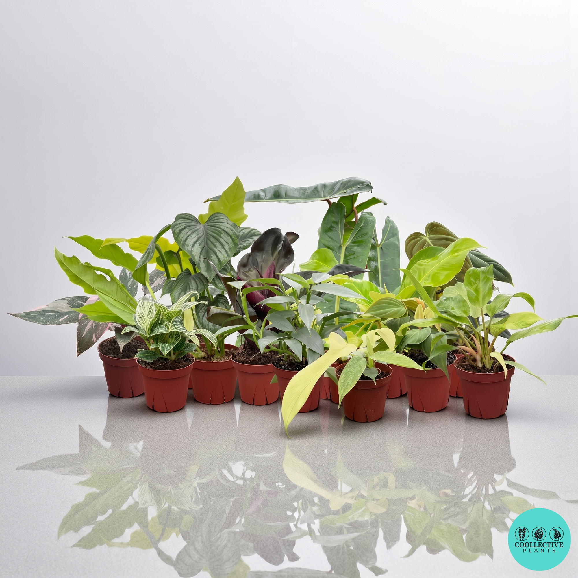 Philodendron
