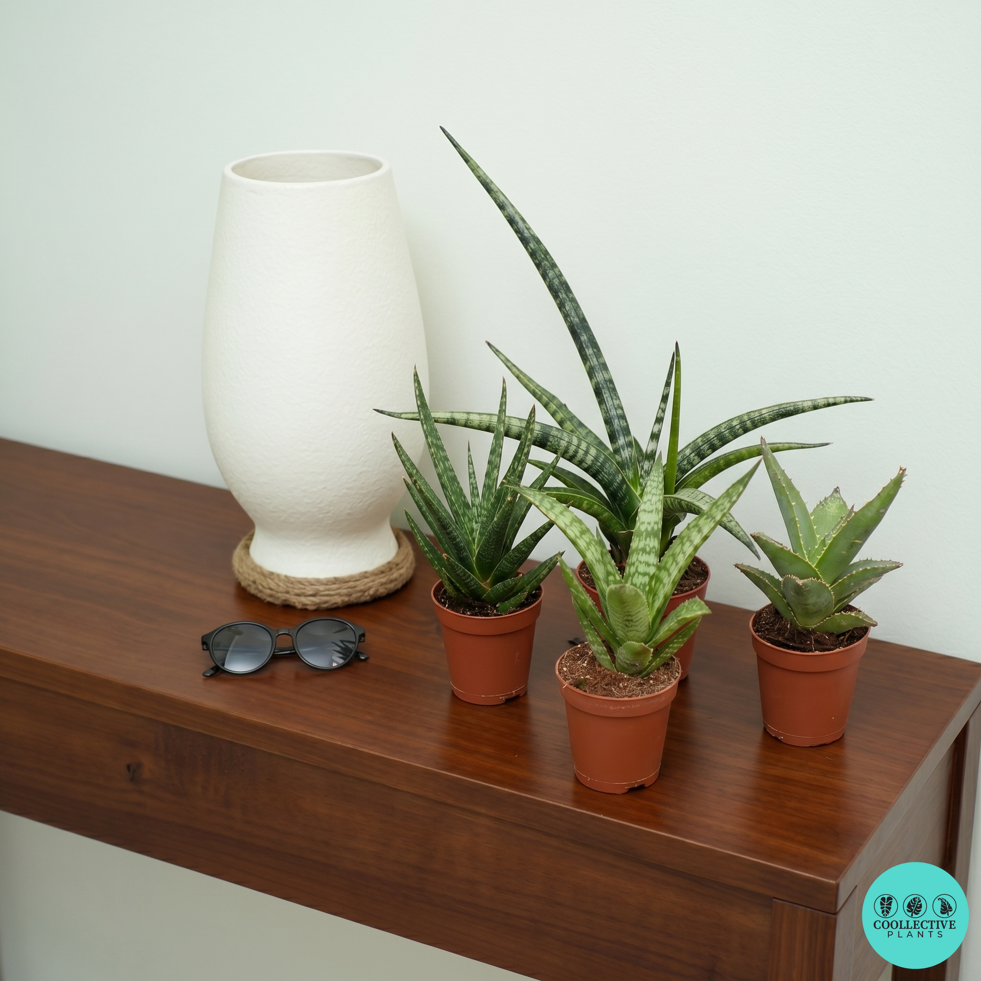 Sansevieria