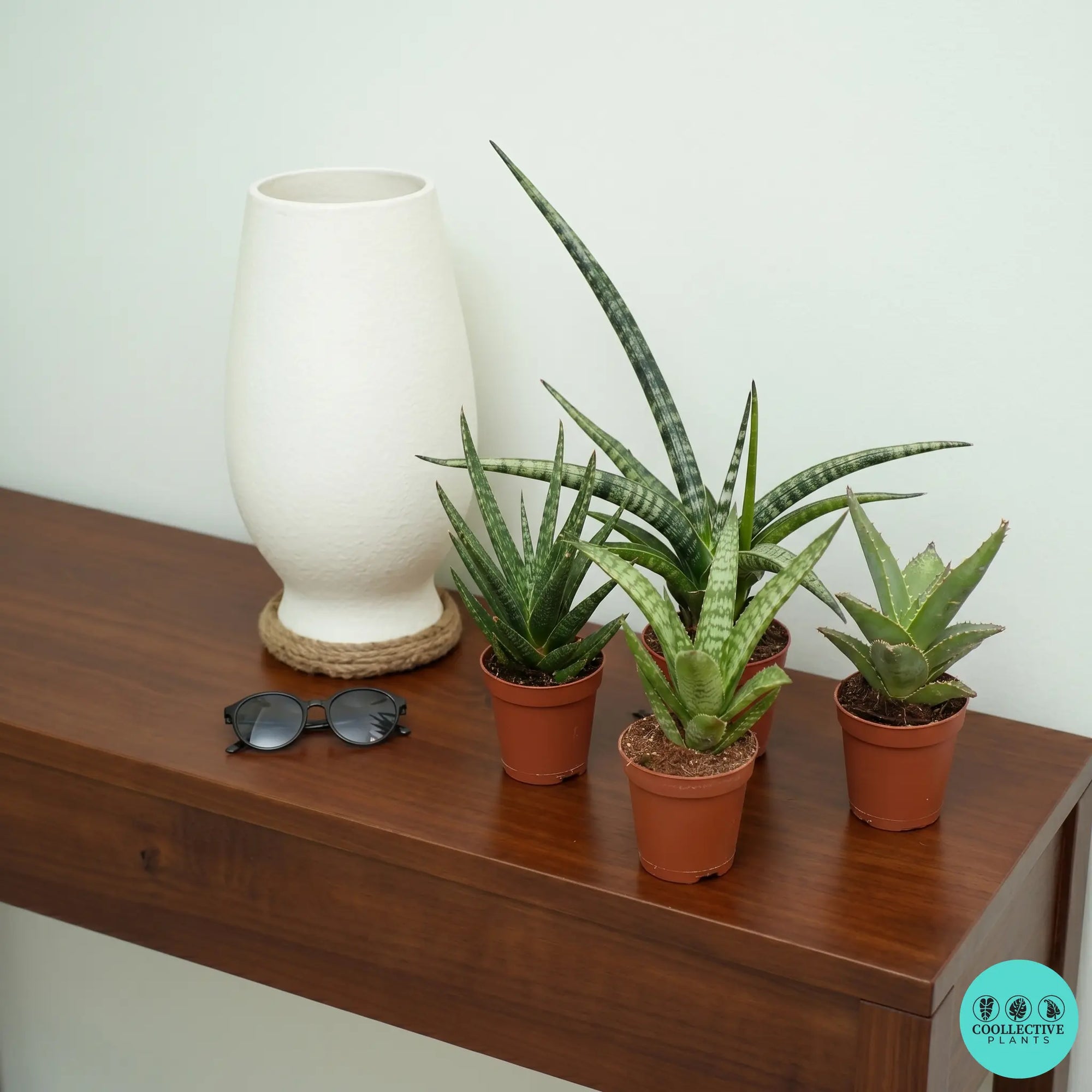 Sansevieria collection | Rare tropical Sansevieria snake plants | Coollective Plants