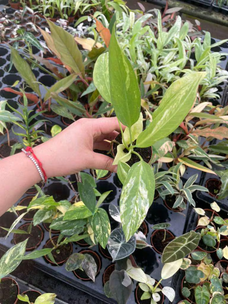 Anthurium Vittarifolium Variegated "Exact one"