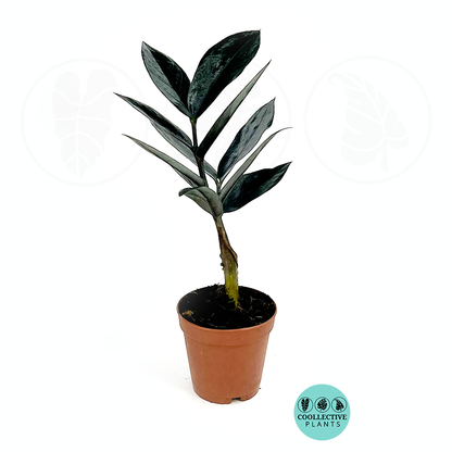 Black ZZ Plant (Raven ZZ) Rare Zamioculcas Zamiifolia – Dark Purple Black Foliage Indoor Houseplant – Easy Care Drought Tolerant Plant