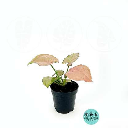Syngonium Neon Pink: Live Indoor Tropical Houseplant – Bright Pink Foliage Syngonium – Easy Care Beginner Plant