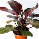 Philodendron Sun red