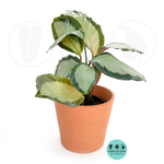 Calathea Picturata