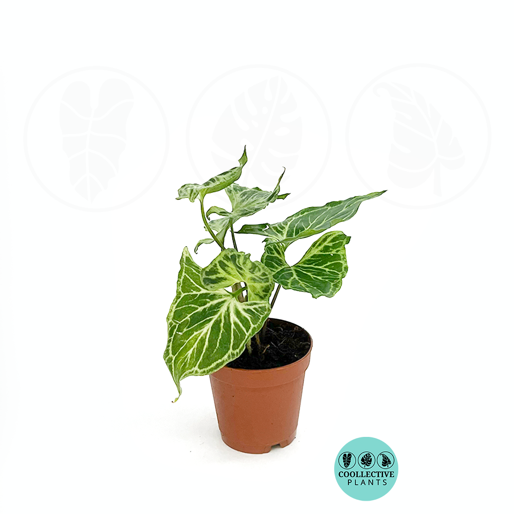 Syngonium Batik (2 inch plant)