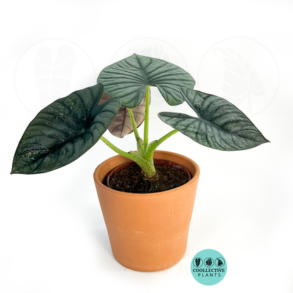 Alocasia Nebula Imperialis Rare Live Plant