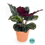 Calathea Medallion (2–4 inch plant)