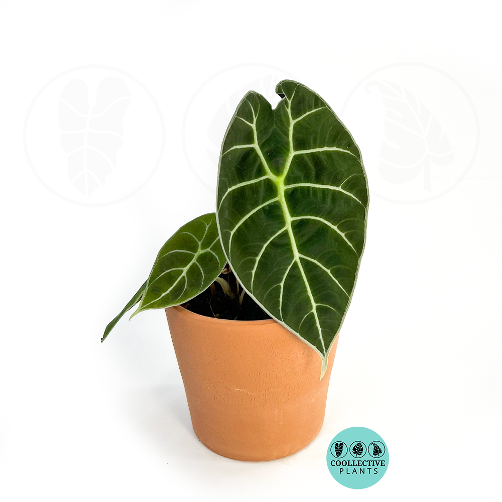 Alocasia Watsoniana Rare Plant