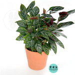 Calathea Silver Star | Rare Prayer Plant with Silver Foliage | 4” Live Tropical Houseplant