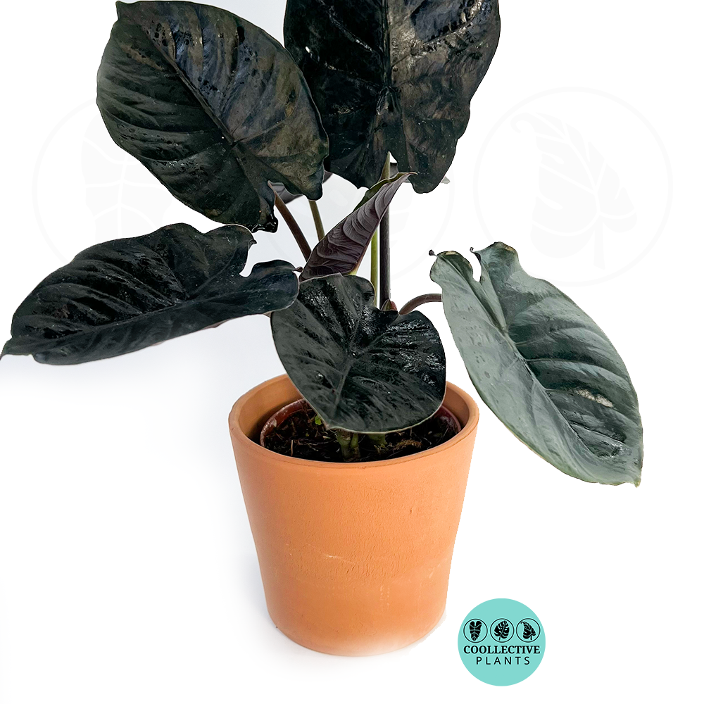Alocasia Infernalis (Black Panther) *** RARE PLANT***