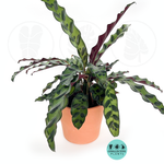 Calathea Lancifolia – Rattlesnake Prayer Plant | Pet-Friendly Indoor Houseplant