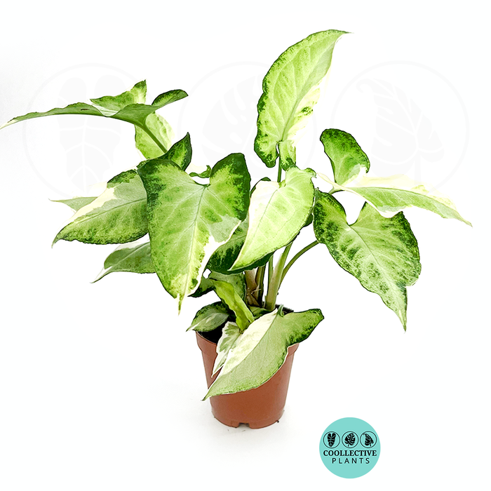 Syngonium Starlite 2 Inch