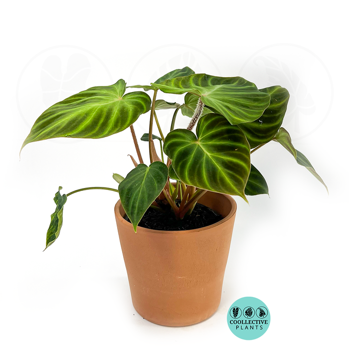 Philodendron Verrucosum 4 Inch