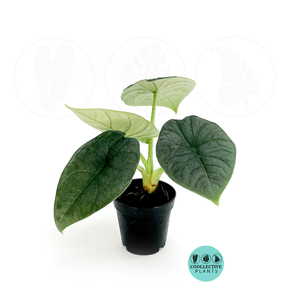 Alocasia Rugosa Melo 4-6 Inch Rare Live Plant