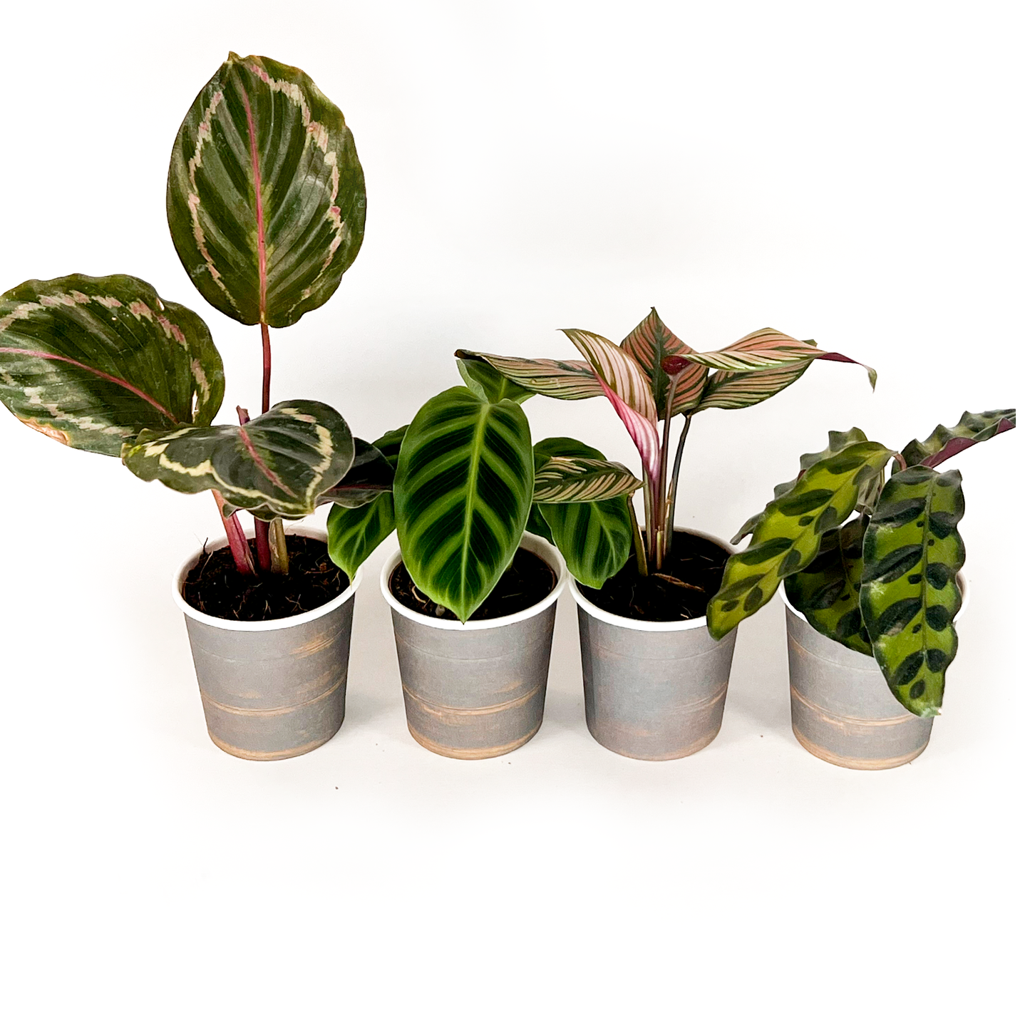 Calathea Collection (4PK) Combo #2 Essential Houseplant  Live Plants Indoor Plants Live in 2 inch Pots, Easy House Plants Indoors Live, White Start, Calathea Lancifolia, Medallion & Zebrina