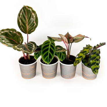 Calathea Collection (4PK) Combo #2 Essential Houseplant  Live Plants Indoor Plants Live in 2 inch Pots, Easy House Plants Indoors Live, White Start, Calathea Lancifolia, Medallion & Zebrina