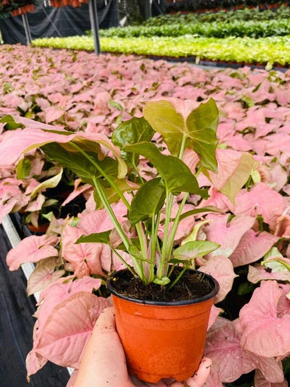 Syngonium Neon Pink: Live Indoor Tropical Houseplant – Bright Pink Foliage Syngonium – Easy Care Beginner Plant