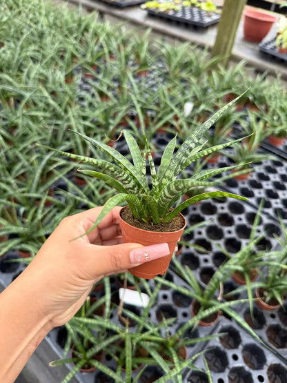 Sansevieria Fernwood Live Plant – Upright Snake Plant for Home & Office – Low Maintenance Indoor Plant