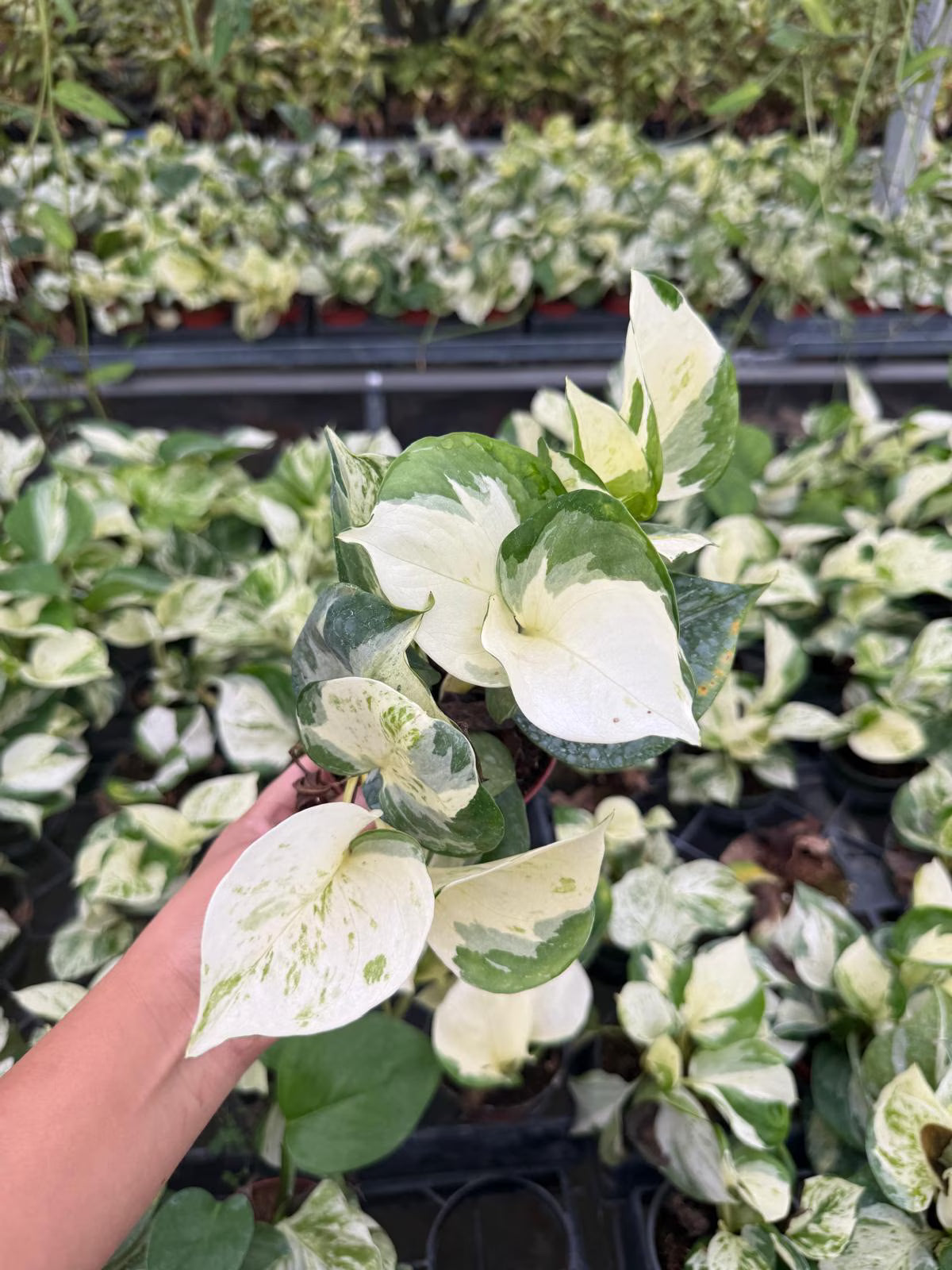 4" Pothos Mangula Live Plant: Unique Indoor Vine, Beginner Friendly Houseplant
