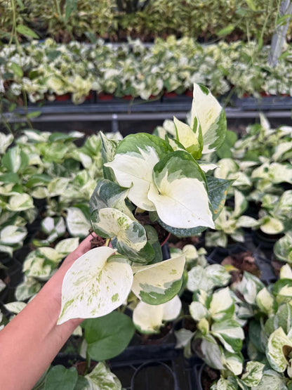 4" Pothos Mangula Live Plant: Unique Indoor Vine, Beginner Friendly Houseplant