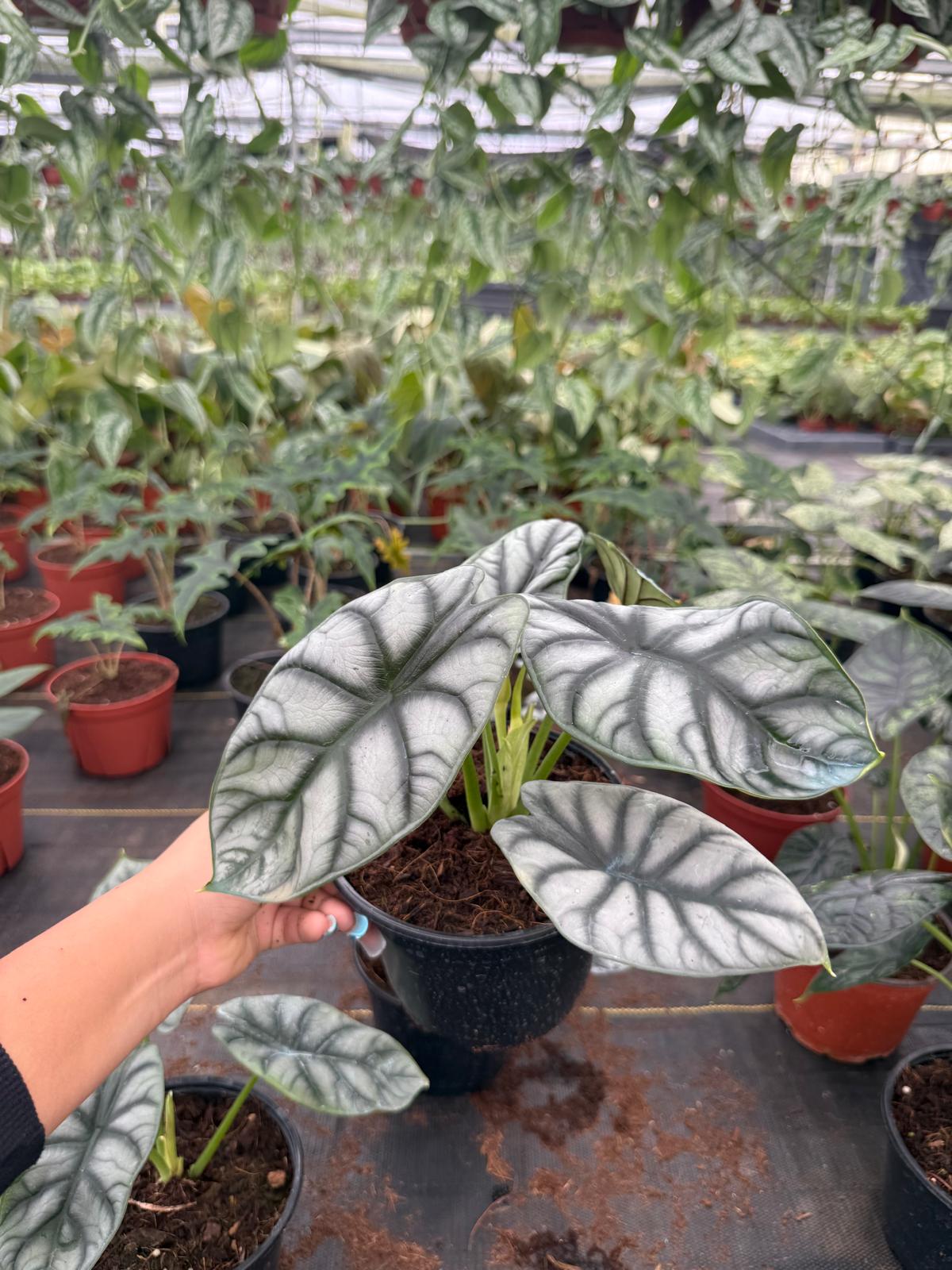 Alocasia Silver Dragon Live Plant – Rare Tropical Indoor Houseplant, Easy Care Aroid, Beginner Friendly Starter Plant