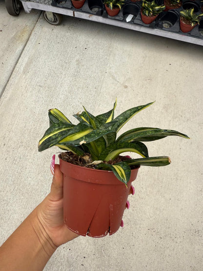 Sansevieria trifasciata 'Hahnii' Spiral
