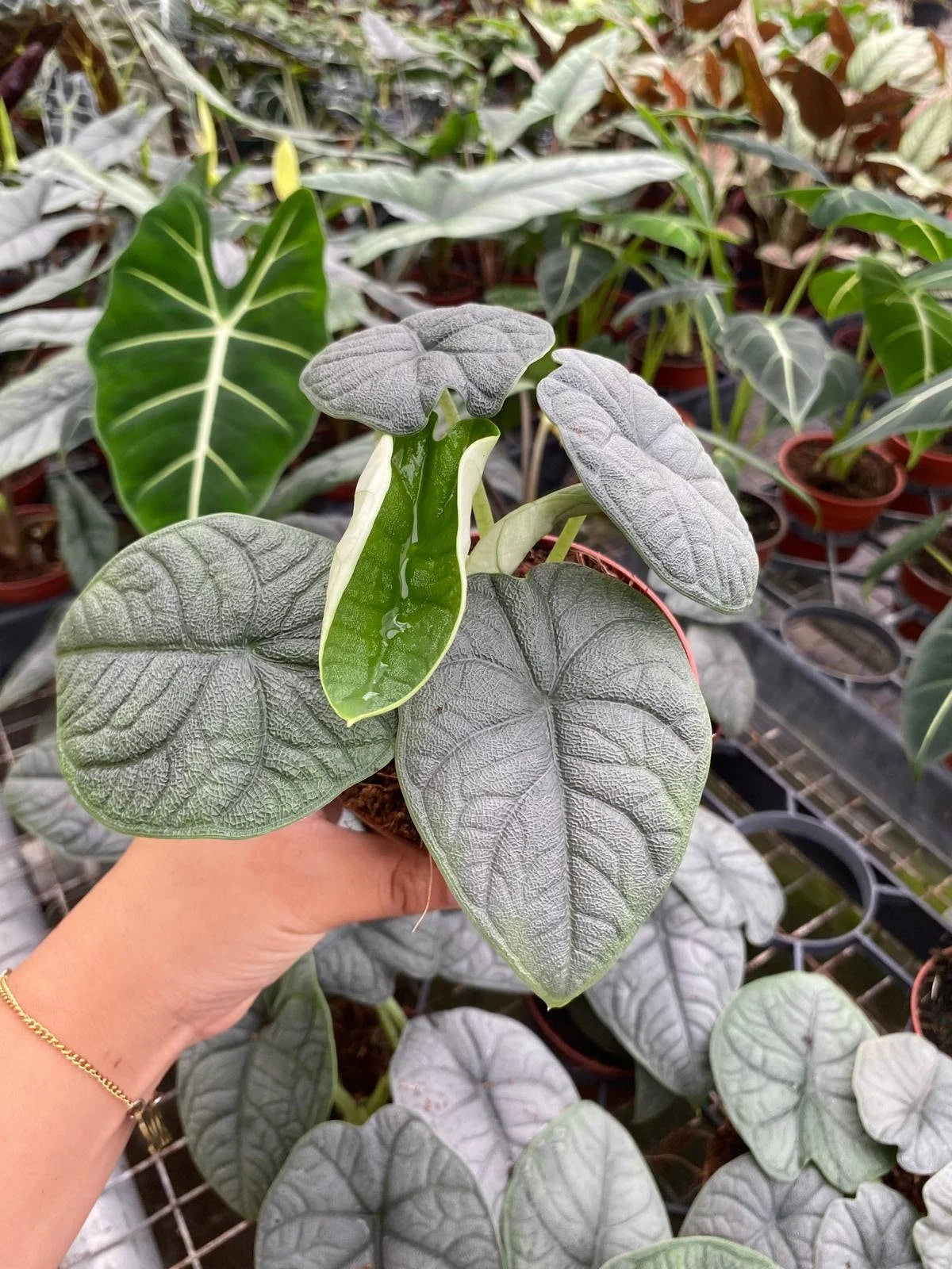 Rare Alocasia Rugosa Melo: Easy Care Starter Plant