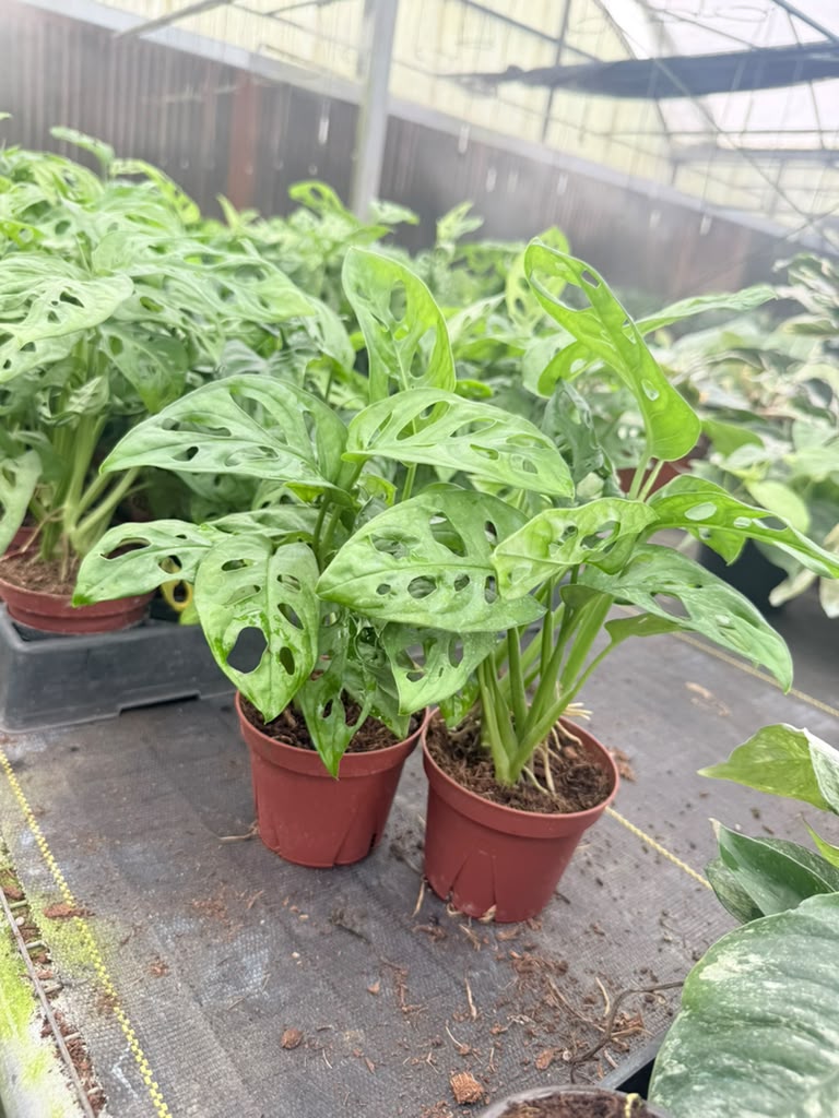 Monstera "Swiss Cheese" Plant 4" – 2-Pack Promo