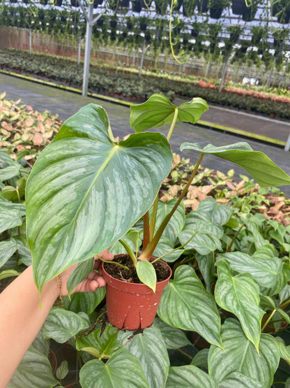 Philodendron Plowmanii Houseplant, Exotic Tropical Plant - Indoor Decor, Easy Care, Crawling Growth, Collector Plant