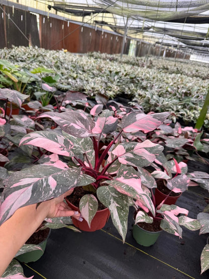 Philodendron Pink Princess Marble Live Plant