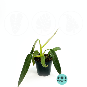 Philodendron Gigas