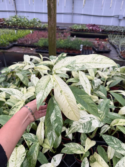 Rhaphidophora Variegated Gorillan Houseplant, Rare Aroid Plant - Live Indoor Plant, Striking Variegated Leaves, Indoor Decor