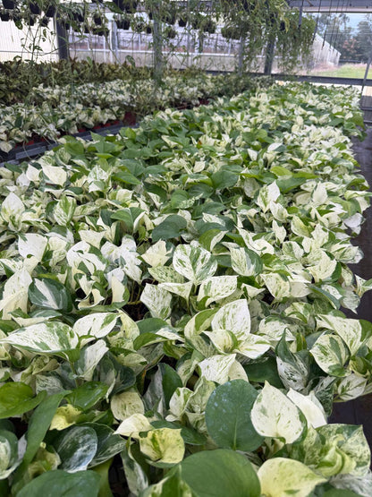 4" Pothos Mangula Live Plant: Unique Indoor Vine, Beginner Friendly Houseplant