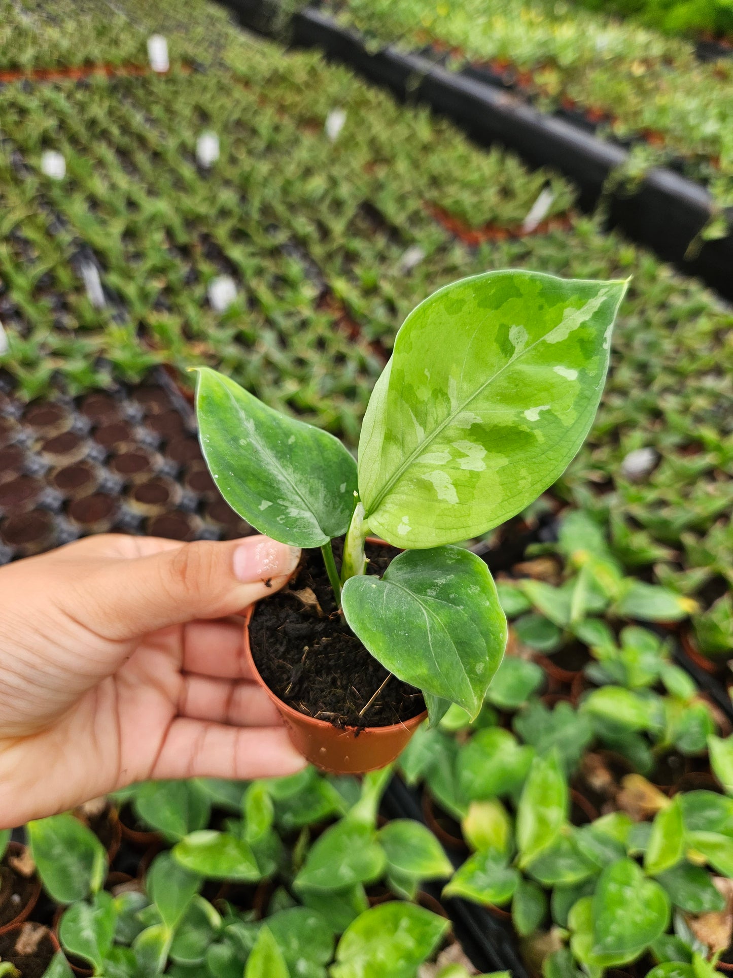 aglaonema tricolor pictum Aglaonema Pictum Tricolor – Coollective Plants