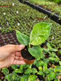 Aglaonema Pictum Tricolor