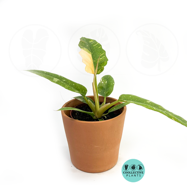 Philodendron Narrow Ring of Fire – Rare Variegated Serrated Philodendron | Tropical Indoor Aroid Plant