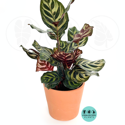 Calathea Makayona