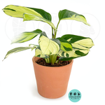 Calathea Pilosa – Rare Velvet Leaf Prayer Plant | Live Tropical Houseplant