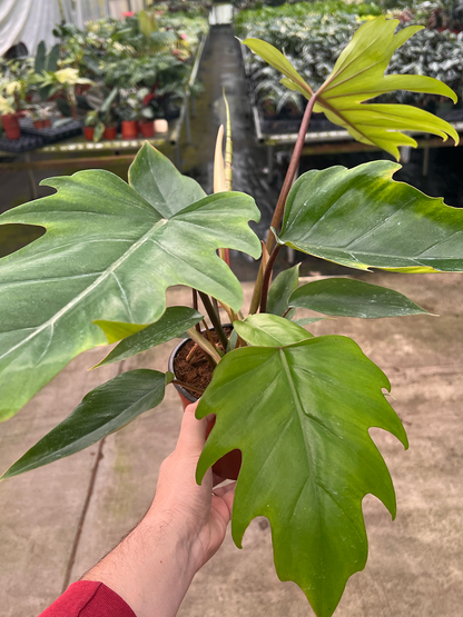 Philodendron Mayoi Plant – Rare Brazilian Aroid | Fast-Growing Tropical Indoor Houseplant