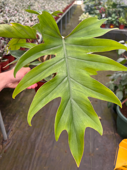 Philodendron Mayoi Plant – Rare Brazilian Aroid | Fast-Growing Tropical Indoor Houseplant