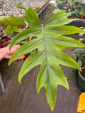 Philodendron Mayoi 6"