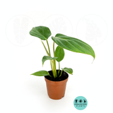 Philodendron Mcdowell