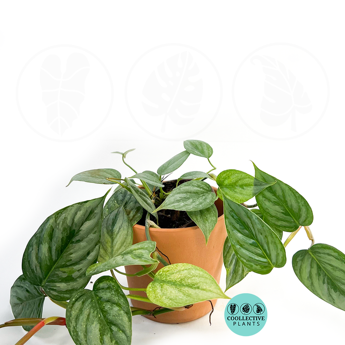Philodendron Sodiroi Variegated 4 Inch