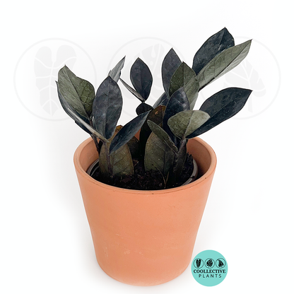 Black ZZ Plant (Raven ZZ) Rare Zamioculcas Zamiifolia – Dark Purple Black Foliage Indoor Houseplant – Easy Care Drought Tolerant Plant