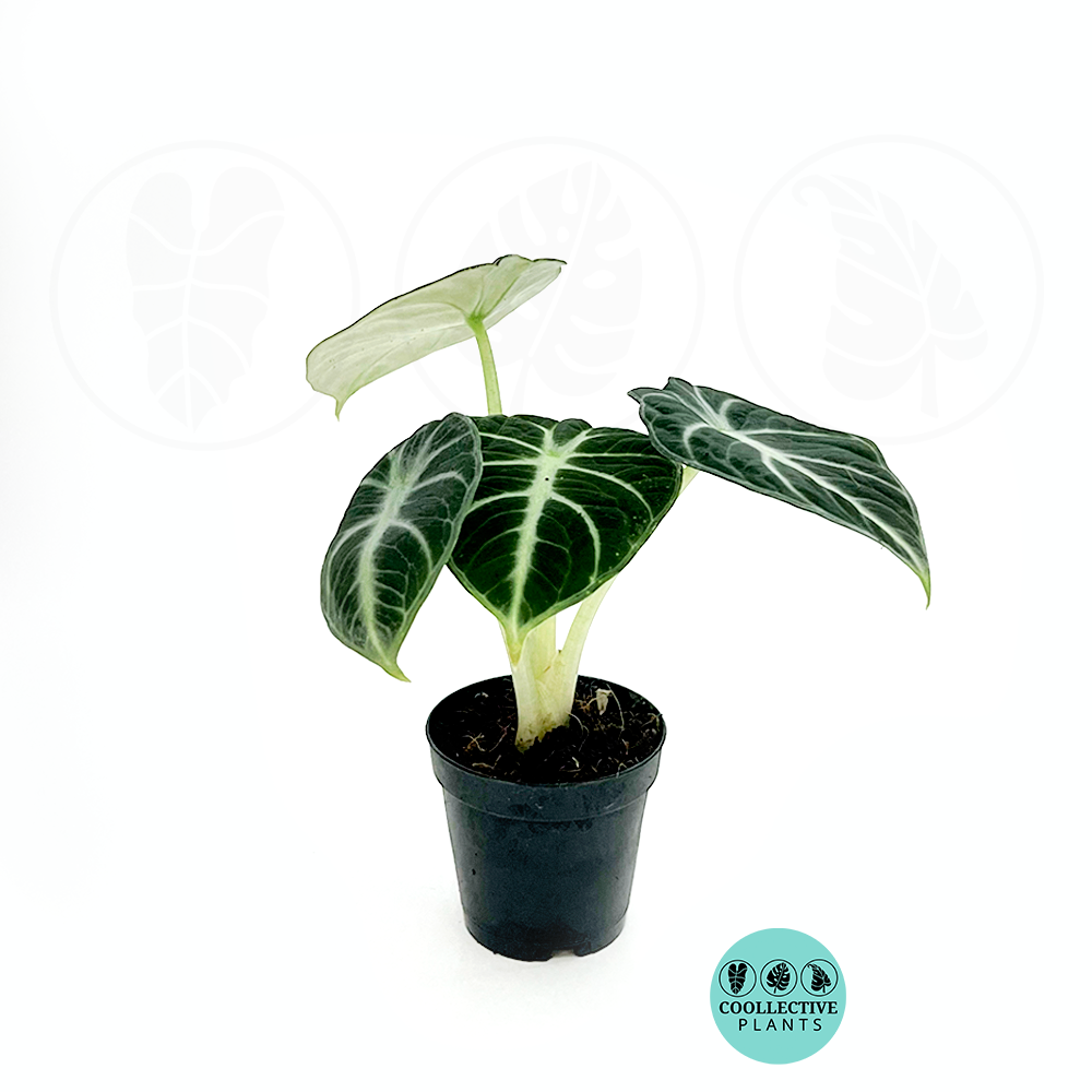 その他観葉植物 Alocasia Black Velvet ninja splash NO4 Alocasia Black Velvet ninja splash NO4 - メルカリ