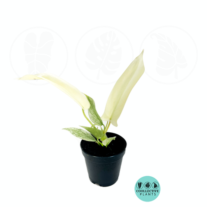 Philodendron Florida Ghost Mint Live Plant